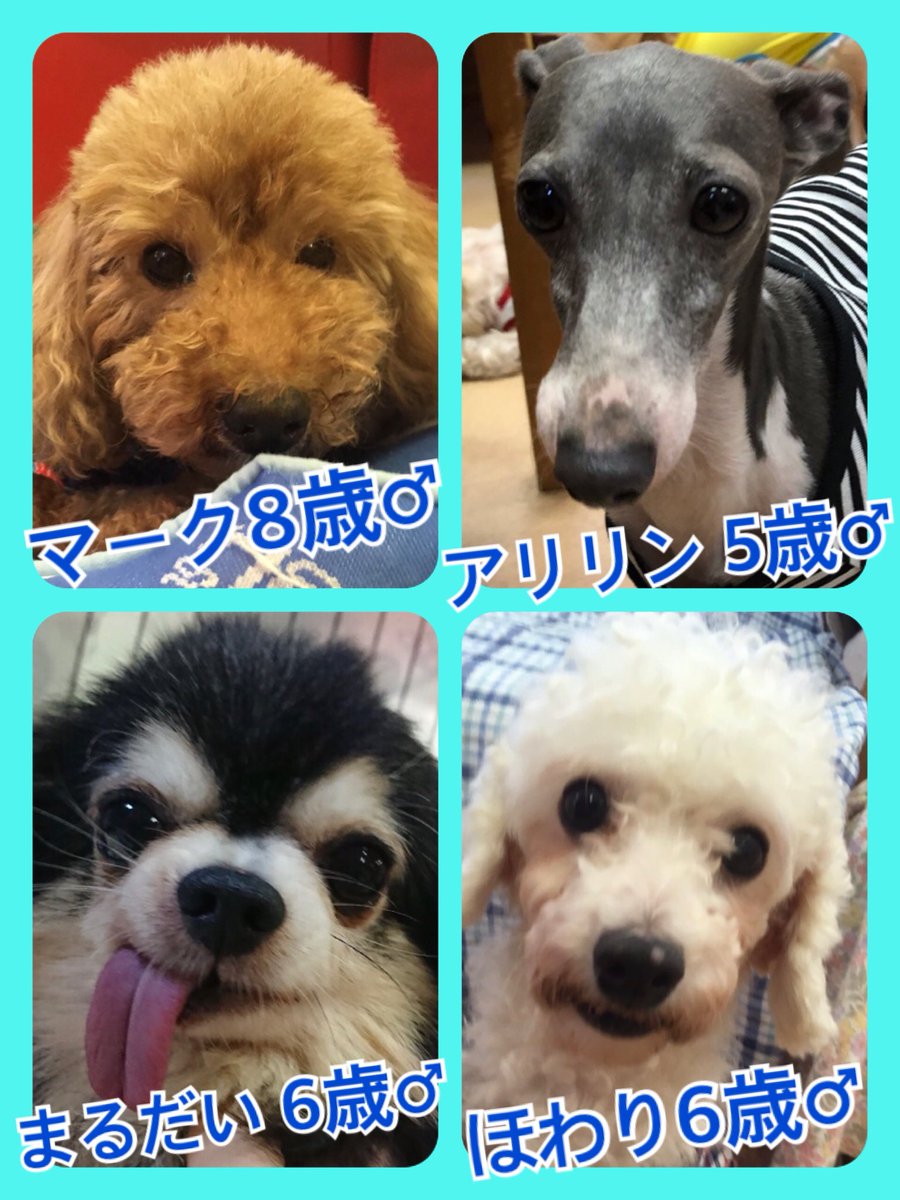 🐾今日の里親様募集中ワンコ🐶メンバーです🐾2019,8,18